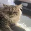 てれのプロフィール画像
