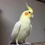 胡虎のプロフィール画像