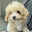 Kokoのプロフィール画像
