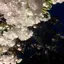 はちのプロフィール画像