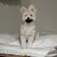 るなのプロフィール画像