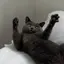 こんぶのプロフィール画像