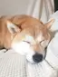 あやさく❁*のプロフィール画像