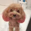 こめこめのプロフィール画像