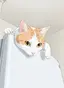 しいなのプロフィール画像
