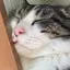 ざっくのプロフィール画像