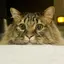 HONOのプロフィール画像