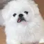 aiamoのプロフィール画像