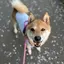 homiのプロフィール画像