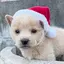 りんのプロフィール画像