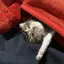 ふふふのプロフィール画像