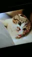 チョビねこのプロフィール画像