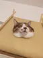Rのプロフィール画像