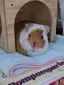 りりんむーのプロフィール画像