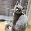 カリママのプロフィール画像