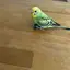 わさびのプロフィール画像