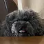 ちまのプロフィール画像