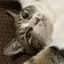 まひるのプロフィール画像