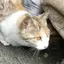 T.Nのプロフィール画像