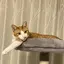 メルのプロフィール画像