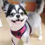 マロママのプロフィール画像