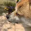 ユメのプロフィール画像