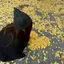 かほのプロフィール画像