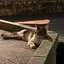 さつきのプロフィール画像