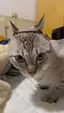彩香のプロフィール画像