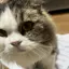 かなでのプロフィール画像