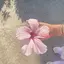 ohanaのプロフィール画像