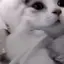 ( ¨̮ )のプロフィール画像