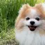 まみみのプロフィール画像