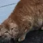 mesiのプロフィール画像