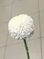 花のプロフィール画像