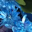 芙蓉のプロフィール画像