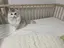 カカのプロフィール画像