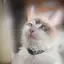 はるのプロフィール画像