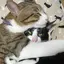 さくらのプロフィール画像