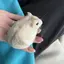 Arisaのプロフィール画像