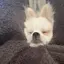 うにのプロフィール画像