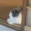 しのプロフィール画像