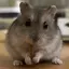 あやねのプロフィール画像