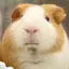 きのたろのプロフィール画像