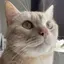 Pのプロフィール画像