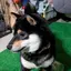 秋華のプロフィール画像