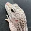 ちぃたすのプロフィール画像