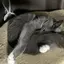 野良猫のプロフィール画像