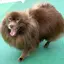 しほのプロフィール画像