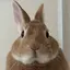 ayaのプロフィール画像